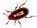 Leiodes cinnamomea
